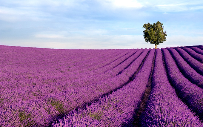 Bộ sưu tập những mẫu tranh 3d trang trí phòng cưới đẹp lung linh, 365 ngày hạnh phúc - Image shows a rich lavender field in Provence, France, with a lone tree in the background