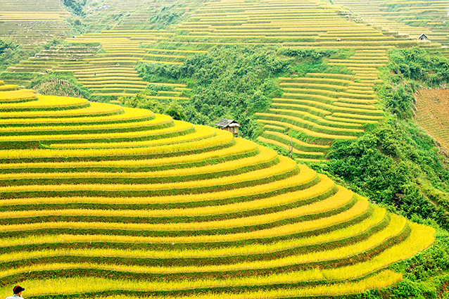 Tranh treo tường phong cảnh đồng quê Việt Nam