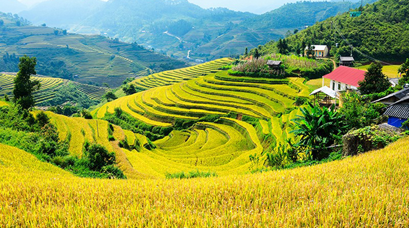 20 mẫu tranh phong cảnh làng quê Việt Nam đẹp hút hồn